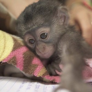 This ridiculously #cute little #monkey is what's known as a Samango. He was brought to the foundation a couple of days ago. Volunteer Lauren has appropriately named him Mango. Mango is about a week old and today he joined the Vervet monkey babies in Disneyland. The #VMF already has two male Samangos, Sammy and Charlie, who have enclosures with enough space to fit 20 Samango monkeys. Unfortunately there are no other baby Samangos at the foundation, nor are there any females, so the plan is to slo