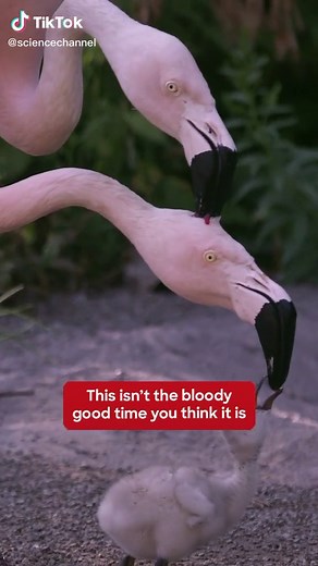 Flamingo Feeding Behavior: Exploring Head Pecking and Blood Drinking