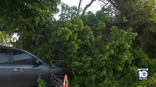 Part of oak tree falls onto home in Hollywood