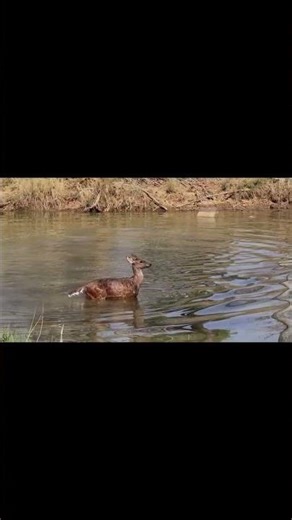 When Survival Begins: Dholes Coordinate a Perfect Hunt on a Spotted Deer
