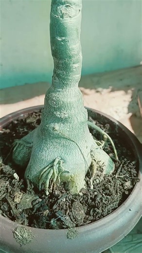 Adenium flower Plant Care in Summer