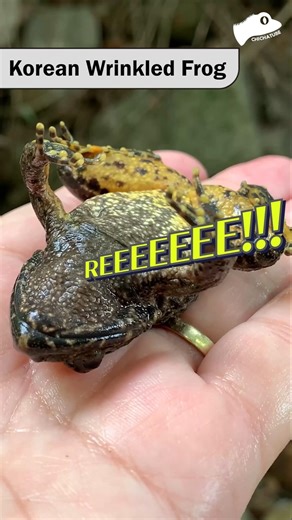 The Sound of a Screaming Frog 🐸🔊 | Funny & Weird