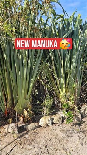 Transformation 🥳 Made A Start: Native Garden #gardening #newzealand #cyclonegabrielle #newbeginnings