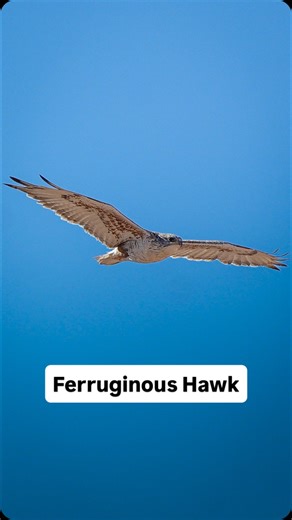 Ferruginous Hawk (Buteo regalis) I was filming a Red-shouldered Hawk when it started screaming. I turned to see a much larger raptor, a Ferruginous Hawk, flying in. Ferruginous Hawks are the largest hawks in North America. They can be separated from other hawks by the feathers that run down the legs and a large gape (fleshy corner of the beak). Ferruginous Hawks eat a diet of small mammals, sometimes standing above prairie dog or ground squirrel burrows to wait for prey to emerge. #hawk #birds #