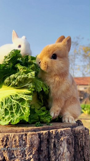 🐾 Your cuteness headquarters! 🐰🐶 on Instagram: "Cabbage Caper! 🐰🥬Watch as the brown bunny makes way for his buddy, then finds his own cabbage paradise. Too cute to miss! 😍 #rabbit #bunnylove #adorableanimals #cutenessoverload #bunnylife #instacuteness #petgram #rabbitsofinstagram #cuteanimals #BunnySnacks #cutebunny #happybunny #crunchtime #naturelovers #SimpleJoys #naturemoments #simplepleasuresoflife #sunsetmoments #purejoy #cuteanimals #petbunnies #furryfriends"