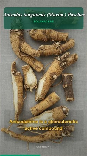 Anisodus Tanguticus: Unlock the Secrets of this Powerful High-Altitude Herb