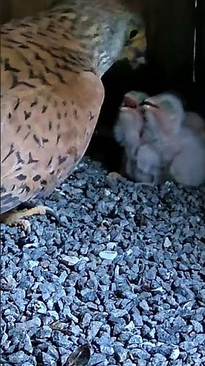 Big Moment! 🐣 Full Brood