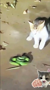 Snake VS Cat