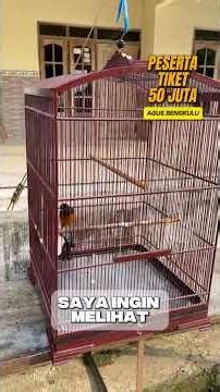 WISANGGENI PULANG BAWA MOBIL ‼️Kelas Utama Murai Batu Anniversary SMM Tiket 50 Juta AGUS BENGKULU