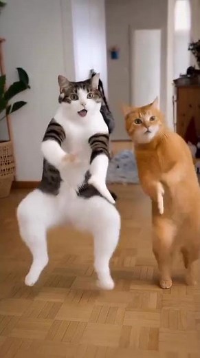 Best funny comedy shorts compilations to make you laugh | Try not to laugh #shorts