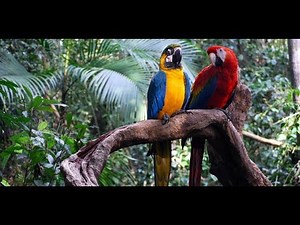 LUXURIANTE AMAZONIE DANGER HD DOCUMENTAIRE 2018