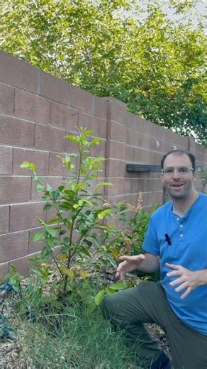 Young Black Sapote (Chocolate Pudding Fruit) Tree with TONS of New Growth!! #growyourownfood