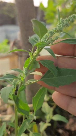 Do you know the benefits of bathua#gardening🌿🌱🌿 #terracegardeningwithtamanna #trendingshorts ##