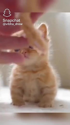 wendyyyy (@f.a.y.s.t.a.r)’s videos with original sound - wendyyyy