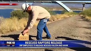 158 reactions · 20 shares | Thank you FOX 10 Phoenix for sharing footage of our employees releasing a Peregrine falcon yesterday! The bird was rescued after falling from its nest near Theodore Roosevelt Dam during a June heat wave and was too young to fly. Liberty Wildlife treated the falcon and it successfully flew back into the wild! | Salt River Project | Facebook