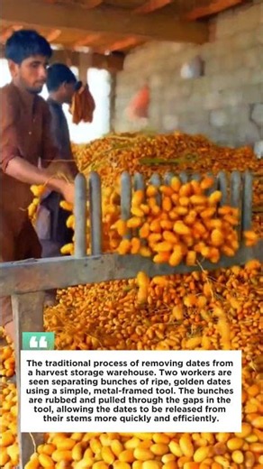 Amazing! Thousands of Dates Removed from Bunches Using Traditional Tools ‼️