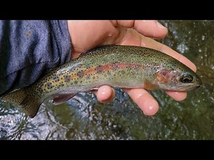 NC Small Stream Fly Fishing - 6-15-25
