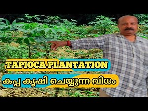 🔥Tapioca plantation in Kerala|Traditional Farming in Aanad Village|Malayalam🔥 കപ്പ കൃഷി