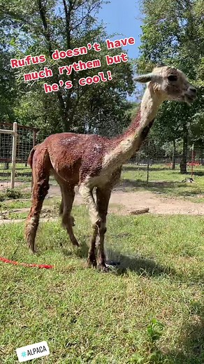 Rufus the Donkey Poodle king! #alpaca #alpacas #alpacasoftiktok #donkeypoodle #donkeypoodleranch #rufus #funnyvideo #farm #farmlife