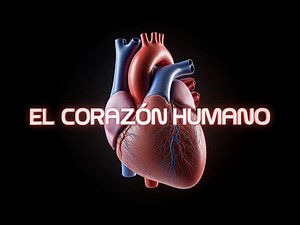 Cómo funciona el corazón (Animación)