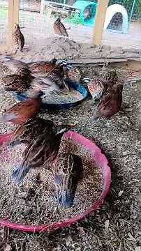 Raising Bobwhite Quail and Harvesting Eggs