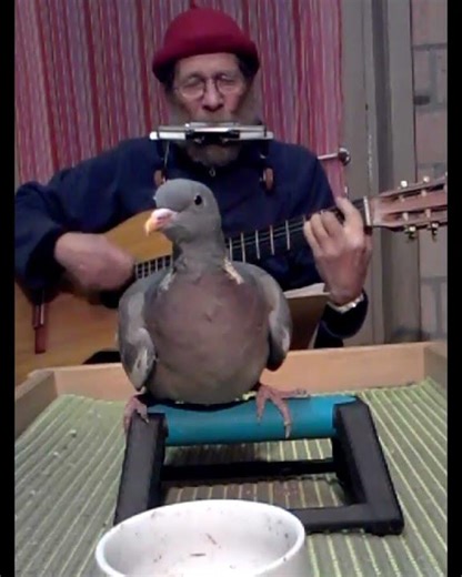 " Tell Me Over and Over and Over Again " 3 #harmonica #guitar #pigeon #humor #funny #entertainment
