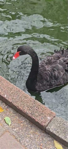 What does the black swan swimming across the lake want to do?
