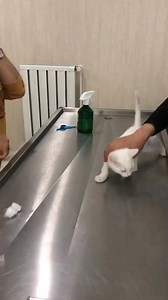 #veteriner #veterinerhekim #veterinary #cat #catsofinstagram #catlovers #catlife #cats_of_instagram | Vetpati