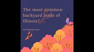 How Much are Hornet Nests Worth? (More Than You Think!) – Outlife Expert