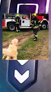 395K views · 22K reactions | Dog hidden Message to rescuers. Amazing True Story #rescueanimals #dog #saveanimals #pets #cuteanimals | Facts By AN | Facebook