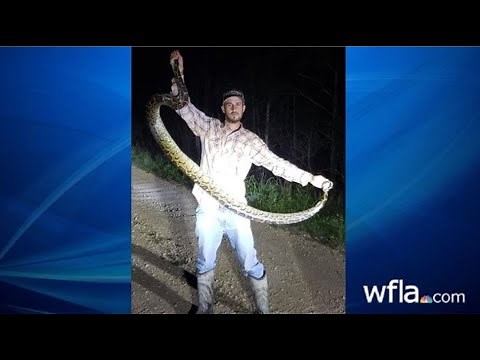 Florida man saves alligator from python attack