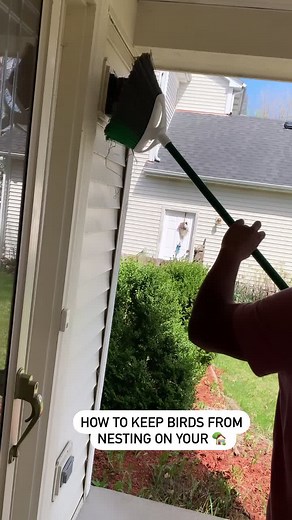 Effective Methods to Prevent Birds from Nesting on Your Home