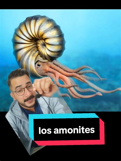Los Amonites: Curiosidades sobre Animales Extintos
