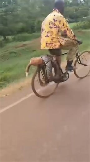 Did he kill python that strangled his dog or some gazelle | Fred Amisi