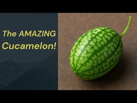 The Amazing Cucamelon!
