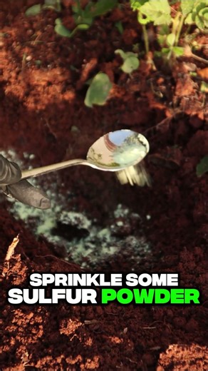 Potato Stem Rot? Here’s One Simple Way to Prevent It! #homegarden #gardening