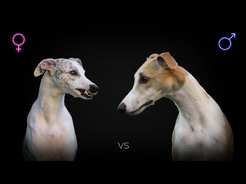 Male vs Female Whippet: What Is The Difference