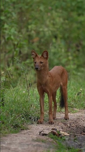 Dhole from Kabini – The Wild Pack Hunters of India 🐾🔥