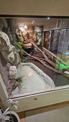 @fabian.zeitz on Instagram: "#enclosure #terraristik #tigerpython #burmesepython #reptilekeeper #amazing #terrariumbau #reptilesoftiktok #tiktok #tiktokgermany #python #snake #tooltime #work #exoticpets #wow #terrarium #viral #viraltiktok #foryou #4u #schlange #kiss #love #foryoupage #passion #exotic #fy #fypシ #fypageシ"