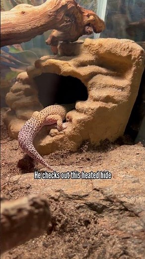 How to setup a leopard gecko enclosure 101
