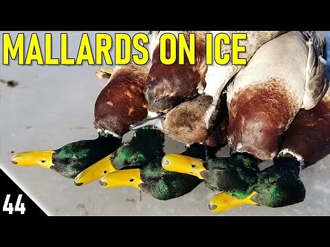 20 Minute MALLARD LIMIT! | 28 GAUGE Duck Hunting 2021
