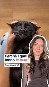 Why do cats purr? Discover 3 reasons!
