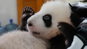 Panda Babies