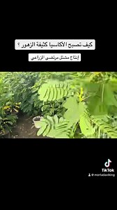 الأكاسيا المصرية كثيفة الزهور ب 5 فقط أكو أكاسيا مصري بذور أرخص ب 3 فقط نفس الحجم مشتل مرتضى الزراعي حلة /طريق كربلاء /عمود ١٣٦ ٠٧٧٢٤٨٥٢٤٨٢ | مشتل مرتضى الزراعي الرئيسي