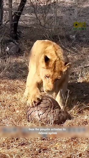 29K views · 267 reactions | This is the animal with the best defensive ability among all types of animals. #Endangered Species #Wildlife #Animal Documentary #Safari #Animal Behavior | I love animals. | Facebook