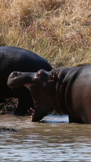 Angry Hippo Comes Out of the Water | Intense Wildlife Encounter