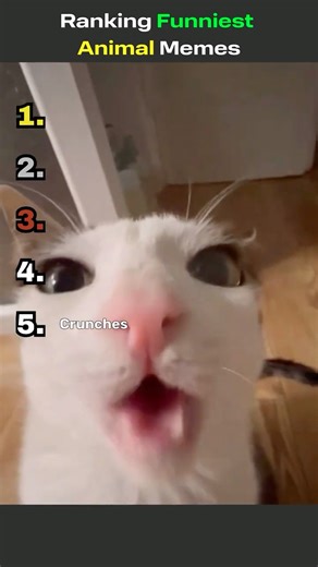 Ranking Funniest Animal Memes