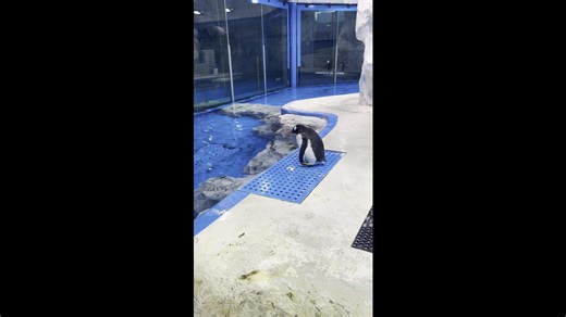 Penguin vs. Water: Need for Speed