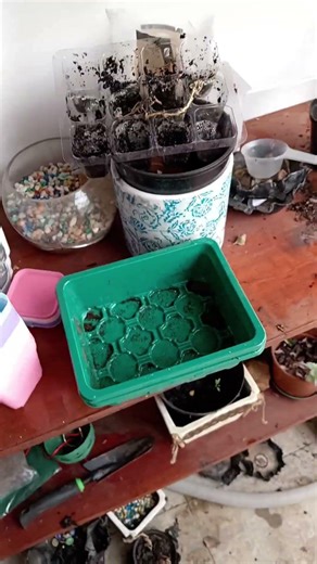 Repotting cacti into the #temufinds