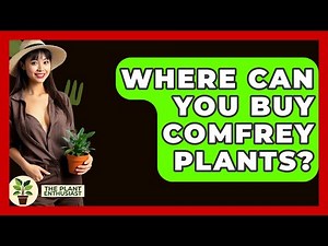 Where Can You Buy Comfrey Plants? - The Plant Enthusiast